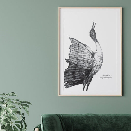 Sarus Crane Looking Right A3 Print - The BirdLife Collection