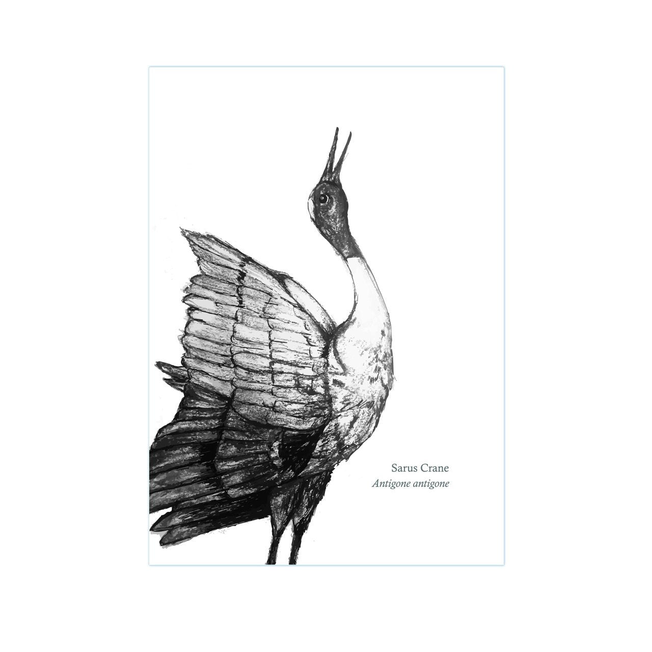 Sarus Crane Looking Right A3 Print - The BirdLife Collection