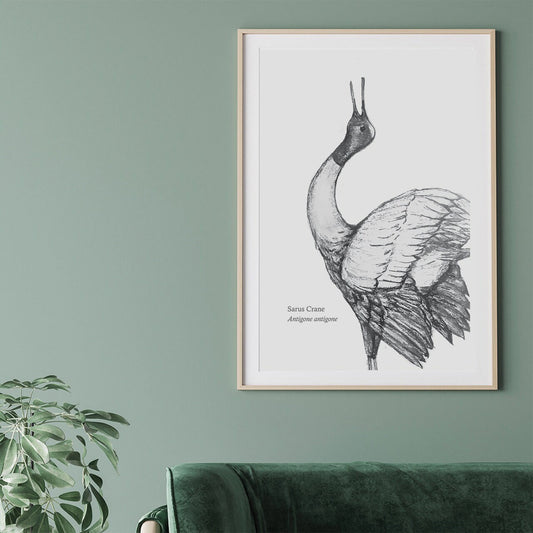 Sarus Crane Looking Left  A3 Print - The BirdLife Collection